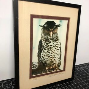 Vintage original owl photograph art signed